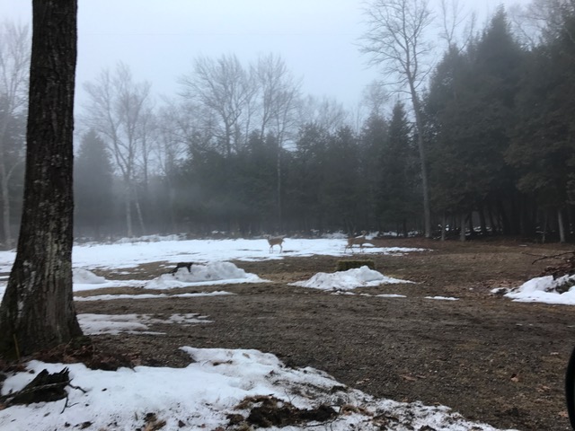 deer on a foggy morning in grayling