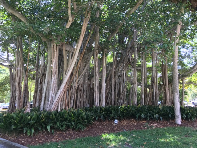 cool banyan trees